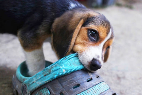 Dog chewing on a shoe.