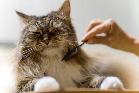 Cat being grooming. 