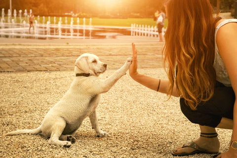Little dog giving his paw to his owner 
