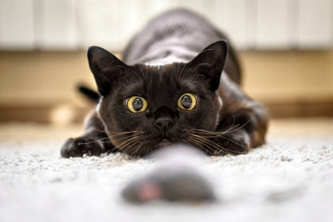 Black cat looking at a mouse toy.