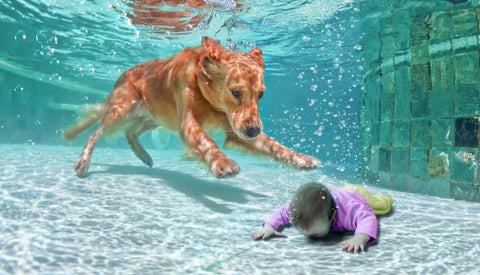 A dog saving a drowned child in the pool.