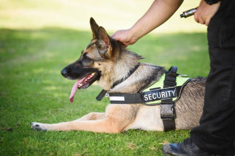 Security German Shepherd.