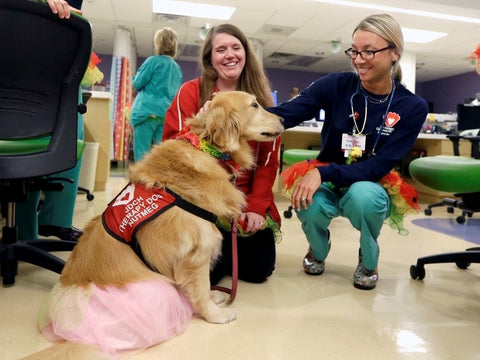 Therapy dog in a hospital in a pink skirt.