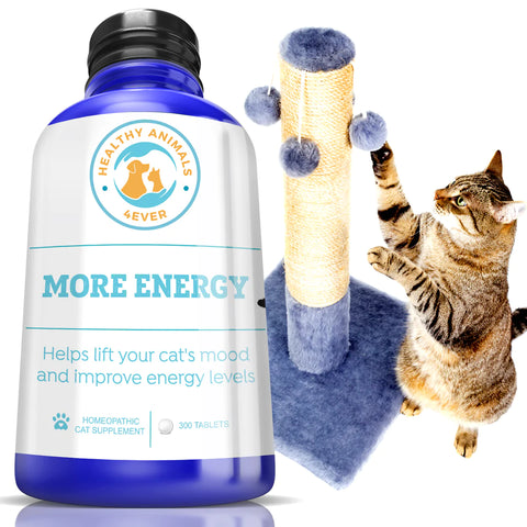 More Energy - Cats.