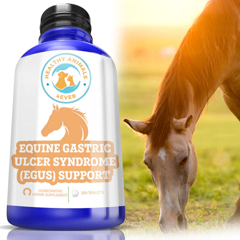 HORSE EQUINE GASTRIC ULCER SYNDROME SUPPORT