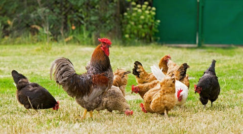 Chickens in a field