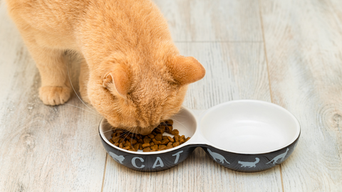 Cat eating kibble