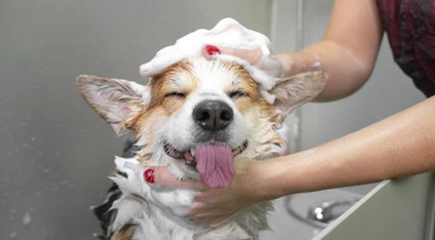 Woman giving dog a bath