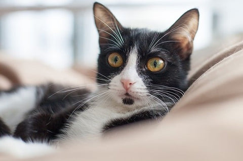 Cat lying on couch