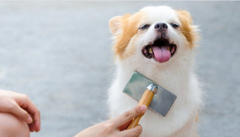 Person brushing dog