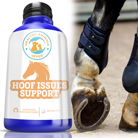 Hoof issues support for horses