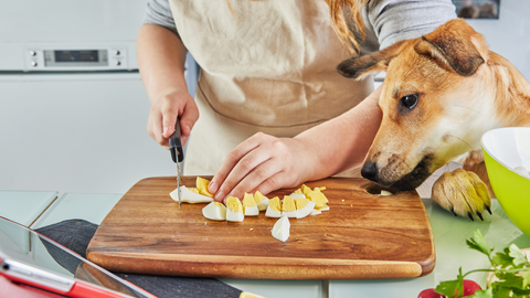 Dog watching woman cook