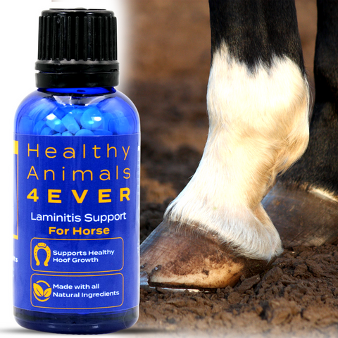 Laminitis Support for Horses