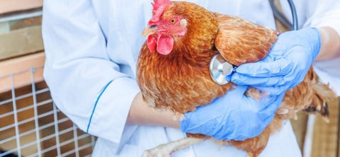 Veterinary holding chicken