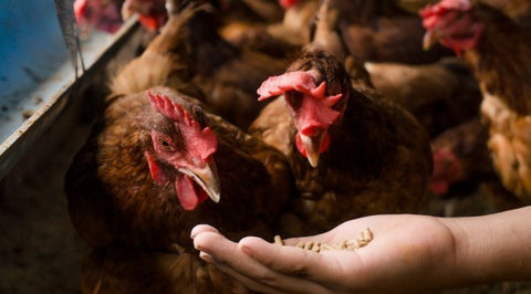 Person feeding chickens