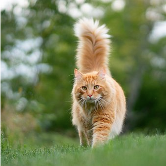 Cat walking in the garden with its tail up.