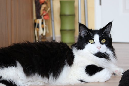 Black and white cat.