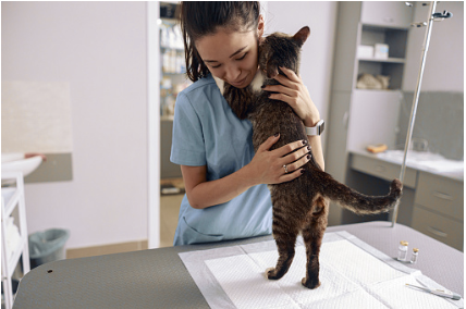 Cat hugging the vet.