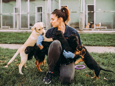 Woman with 5 black dogs and a beige dog.
