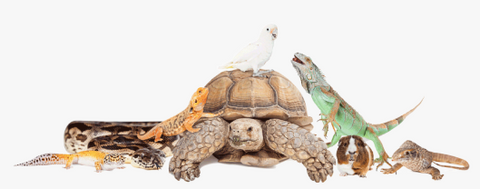 Photo of exotic animals; snake, turtle, bird, guinea pig, and lizard...