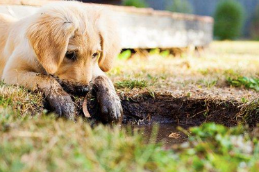 Little dog digging a hole in the grass.