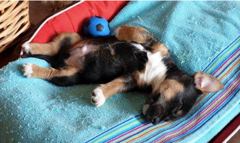 Puppy sleeping with his belly up. 