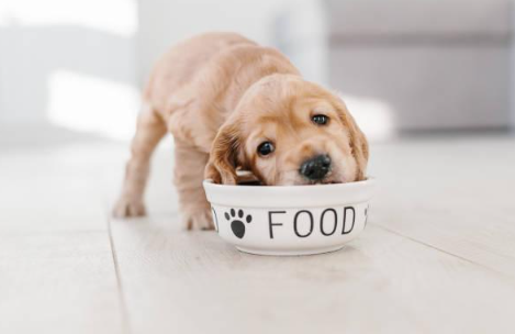 Puppy eating. 