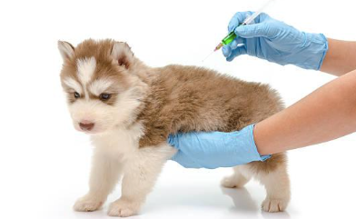Puppy at the vet getting vaccinated.
