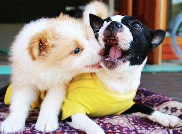 Two puppies playing with each other.
