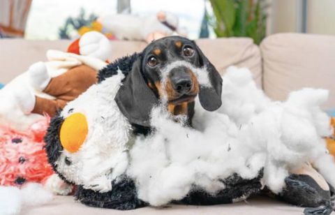 Puppy destroyed the teddy bear in the shape of a penguin.