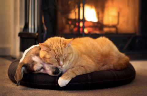 Dog and cat sleeping together in the bed in front of a fireplace.