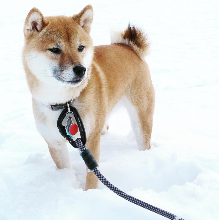 Dog in the snow with a leash.