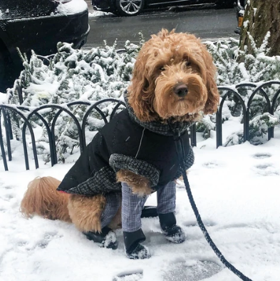 Dog in the snow with appropriate clothes on the body and paws and on a leash.