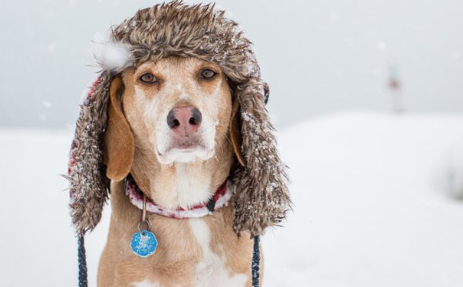 Dog in the snow wearing a cap.