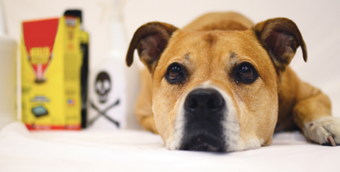 Dog lying down looking sad, near cleaning products that can be dangerous for pets.