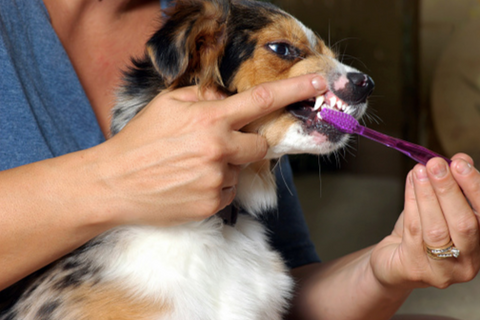 Woman brushing her dog's teeth.