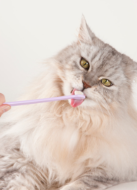 Cat brushing the teeth. 