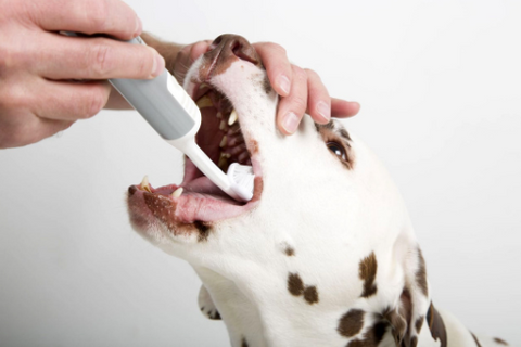 Dog brushing the teeth. 