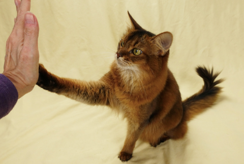 Cat giving a high five. 