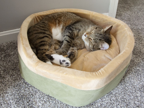 Cat sleeping in his bed. 