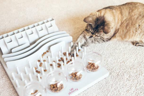 Cat with its Interactive toy that can be used for daily feeding with dry food.