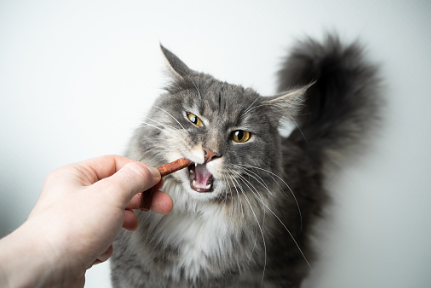 Dental chew treat for cats. 