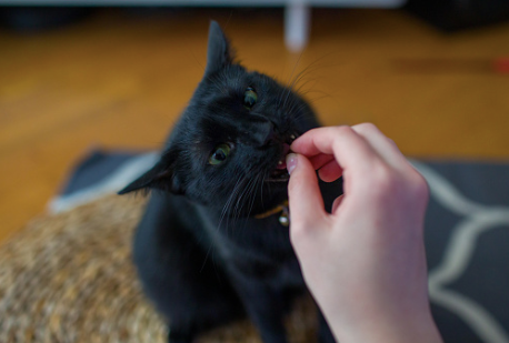 Black cat eating a soft treat. 