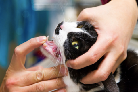 Owner checking his cat mouth