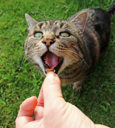 cat dental-friendly treats.
