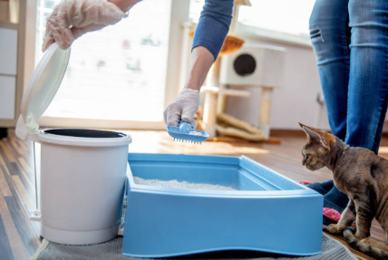 Cat owner cleaning his sand box.