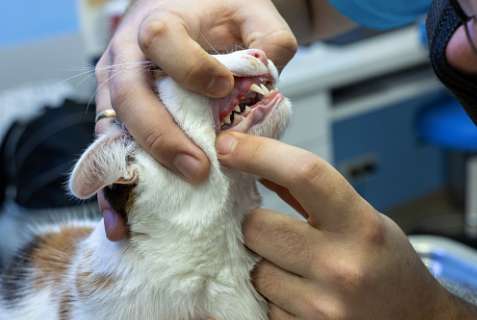 Owner checking his cat's gums.