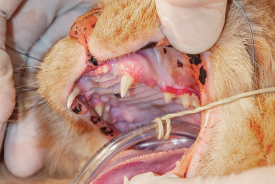 Cat being tested for stomatitis.
