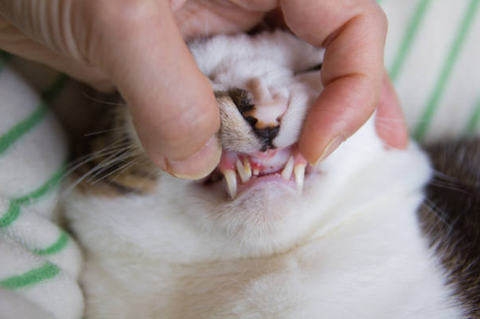 Checking cat's teeth. 