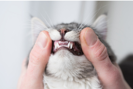 Checking cat's teeth.